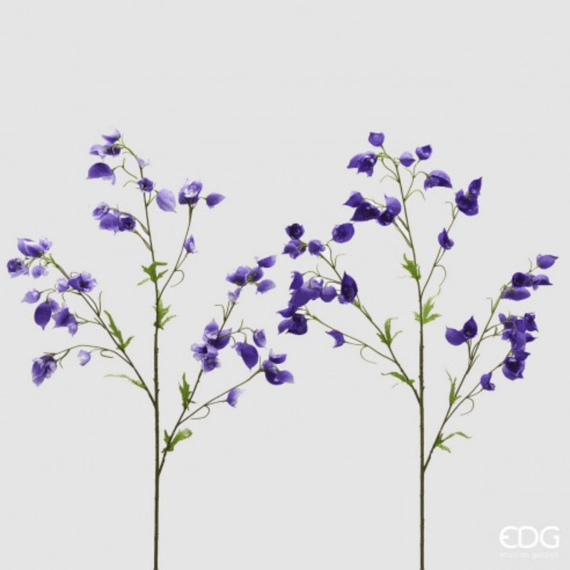 Aconitum, 80 cm