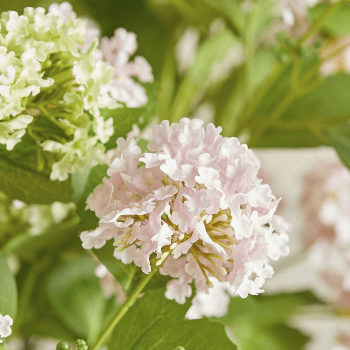 Viburnum opulus, Lys rosa, 80 cm
