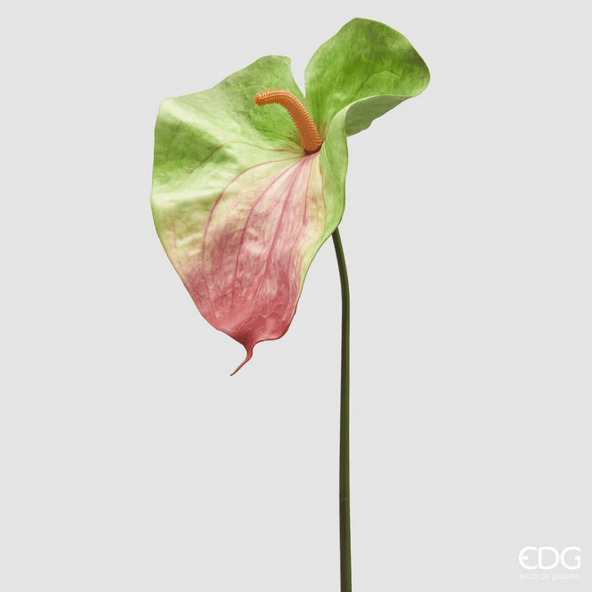 Hovedbilde Anthurium, Grønn / rosa, 90 cm